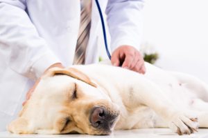Pankreatitis (vnetje trebušne slinavke) pri psih