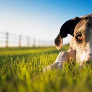 Zakaj vaš pes žveči travo?
