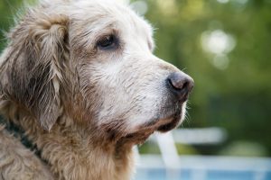 Diagnoza – rak pri psu – in zdravljenje na naraven način